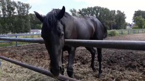 Варяг и Харбин, 2-летние русские верховые жеребцы