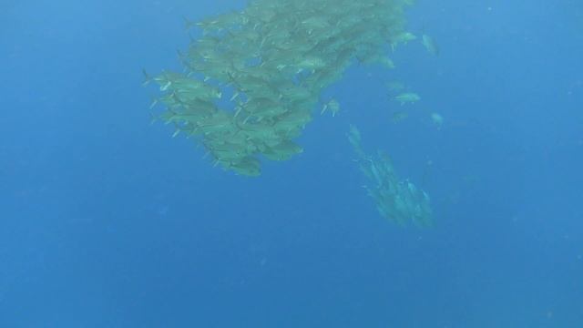 Snorkeling at Mioscon reef Raja Ampat part 1 смотреть онлайн
