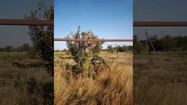 Суперурожайная груша в украинском селе смотреть онлайн