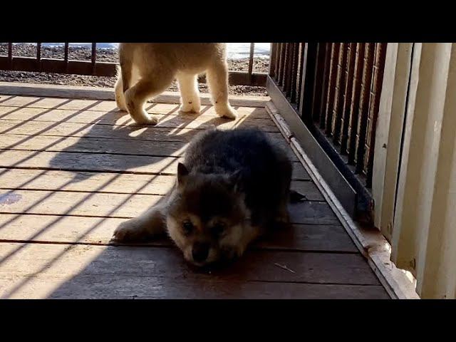 Где Купить Щенка Волэнда