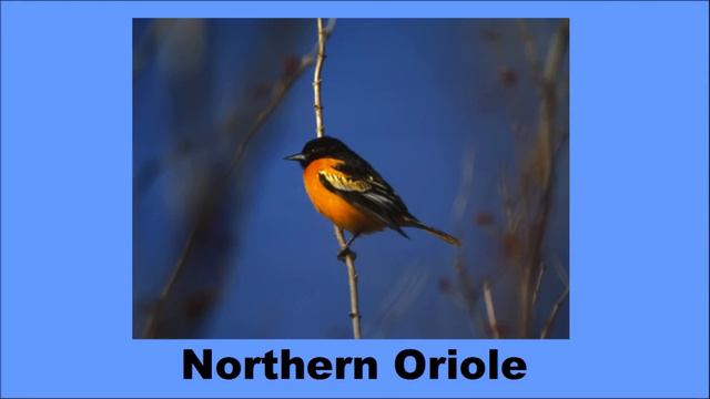 North American Songbirds - The Kids' Picture Show (Fun & Educational Learning Video)