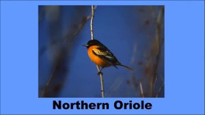 North American Songbirds - The Kids' Picture Show (Fun & Educational Learning Video)