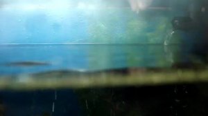 Кормление астронотуса