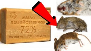 Как избавиться от мышей в доме навсегда в домашних условиях быстро