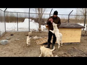 Самая прыгучая Лайка. Лайки ЗСЛ, Волэнды и Вольфхунды с Волчьей кровью тянут канат.