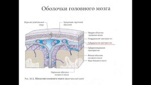 Тема 5: Обонятельный мозг