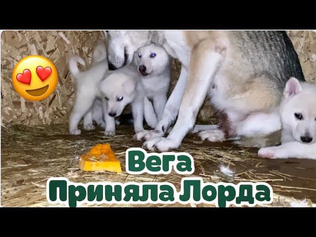 Где Купить Щенка Волэнда