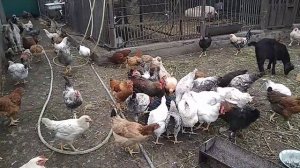 Здоровые цыплята, часть 14. Глистование цыплят подростков. Пособие для новичков.