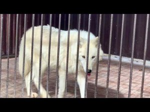 Якутский Волк отвлекает, а Полярная Волчица нападает.