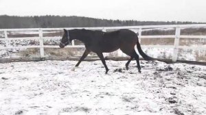 Хоровод, неожиданная встреча