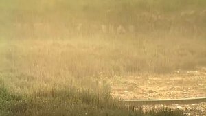 Галилео  Прованские травы