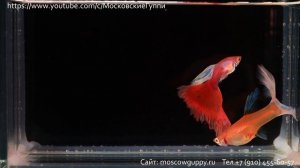 СКОЛЬКО ЛЕТ ЖИВУТ ГУППИ В АКВАРИУМЕ / HOW MANY YEARS HAVE GUPPIES LIVED IN AN AQUARIUM