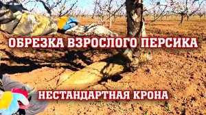 Обрезка взрослого персика ⧸ нестандартное дерево.