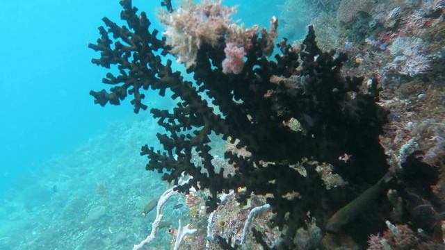Raja Ampat snorkeling on the North side of Aljui passage part1 2024