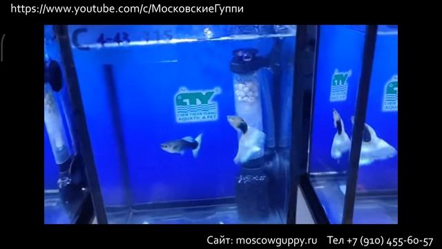 WORLD GUPPY CONTEST VIRTUAL 2023 (WGC 2023) – ВИРТУАЛЬНЫЙ ЧЕМПИОНАТ МИРА по ГУППИ 2023 года