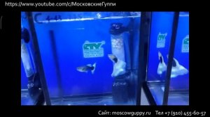 WORLD GUPPY CONTEST VIRTUAL 2023 (WGC 2023) – ВИРТУАЛЬНЫЙ ЧЕМПИОНАТ МИРА по ГУППИ 2023 года