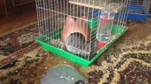 Инсульт у шиншиллы