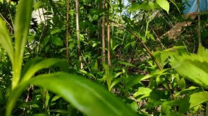 Работы на пасеке. Делаем привой. Занимательное пчеловодство.