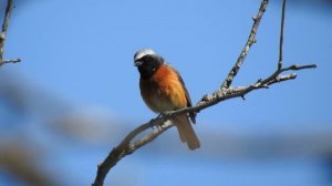 Горихвостка