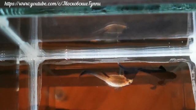 WORLD GUPPY CONTEST VIRTUAL 2020 – УЧАСТНИКИ ВЫСТАВКИ ИЗ РОССИИ