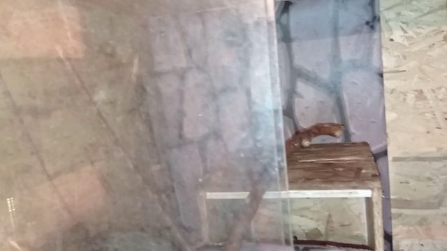 Завёл обезьян смотреть онлайн