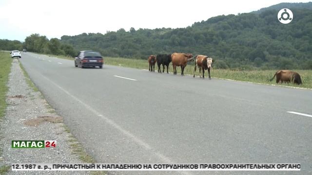 Штрафы за бесконтрольный выпас скота вводят в Сунже с октября