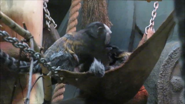 Малыш игрунок жоффруа подрос и бегает сам 11.05.2022 смотреть онлайн