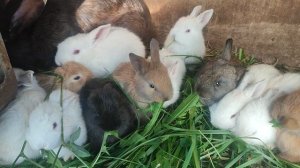Крольчата высосали мать до талого