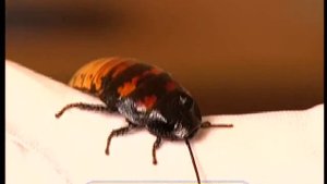 Галилео | Тараканьи бега  Cockroach running