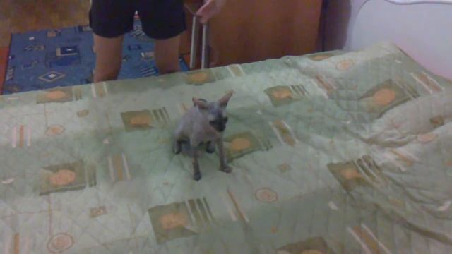 Зайка - побегайка смотреть онлайн