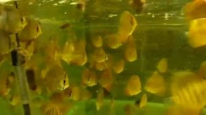 Фарш для дискусов