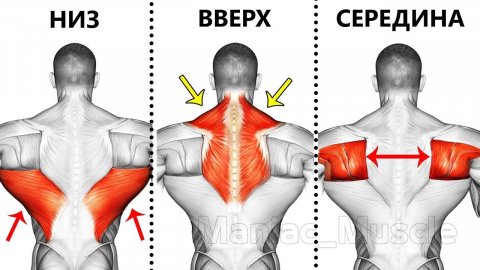 9 лучших упражнений на спину с гантелями, которые Вам нужно попробовать! 🔥