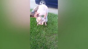 ПРИКОЛЫ С ДЕТЬМИ СМЕШНЫЕ МАЛЫШИ НА ПРОГУЛКЕ