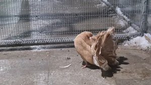 голуби павлины