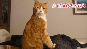 Приколы с котами! С ОЗВУЧКОЙ! Смешные коты! СМЕШНЫЕ ЖИВОТНЫЕ 2024! Тест на психику!