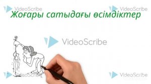 Төменгі және жоғары сатыдағы өсімдіктер