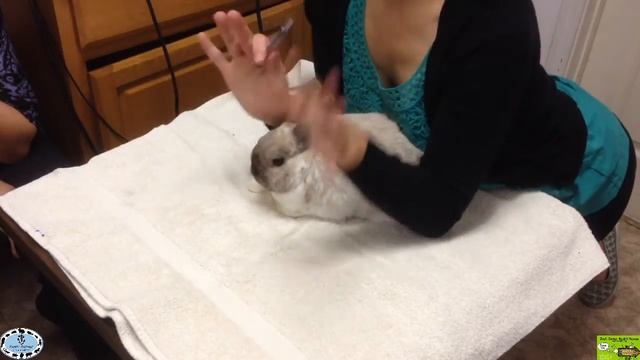 Rabbit Care Seminars - Rabbit 911 - Exam Demonstration смотреть онлайн