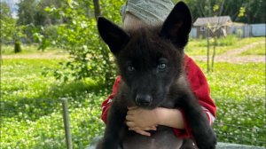 Жизнь с волчатами интересней‼️У каждого свой любимчик, а у вас кто⁉️