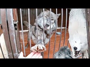 Волчица попыталась съесть собаку. Волки на льду. Фурия показала свою темную сторону.