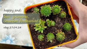 Молодило: было  уличным, станет домашним | vlog  дача как есть  27.09.2024