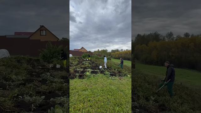 👀А помните, была такая традиция осенью всем коллективом копать картошку?