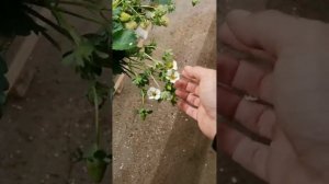 Улей шмелей способен опылить больше чем 10000 цветков?!
