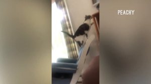 приколы с котами 2