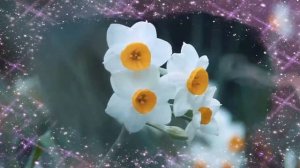 Paul Mauriat & His Orchestra play Mozart Symphony No. 40 K550 in G minor -  (Molto Allegro)