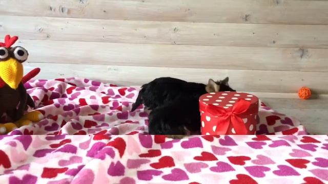 В продаже 🐾мини Йорки 🐾 смотреть онлайн