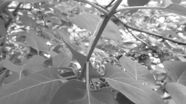 BEZ Piosenka letnia смотреть онлайн