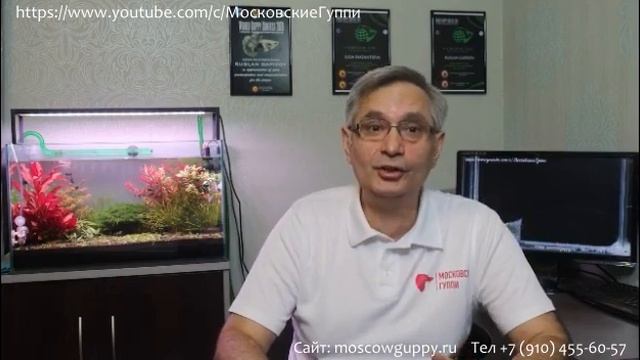 ДОМАШНИЙ АКВАРИУМ ДЛЯ ГУППИ. ЧАСТЬ 10. ГУППИ В АКВАРИУМЕ. / A HOME AQUARIUM FOR GUPPIES. PART 10.