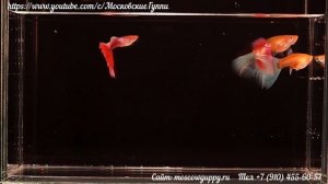 SKY RED ALBINO GUPPY