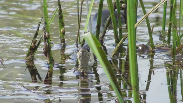 Уж дразнится ( Natrix natrix ) смотреть онлайн