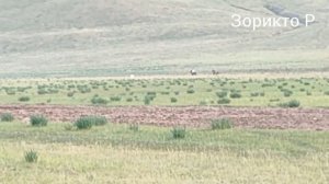 Конные скачки 2023. Зуткулей.